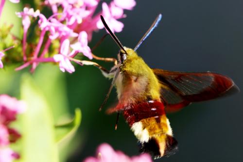 Hemaris fuciformis